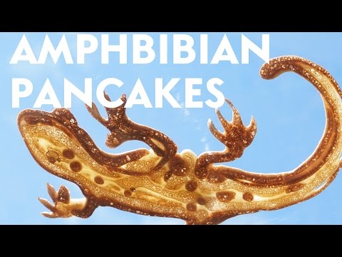 Amphibian pancakes! [ Pancake Art ]