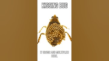 Kissing Bug Disease Situation Is Sad 😬