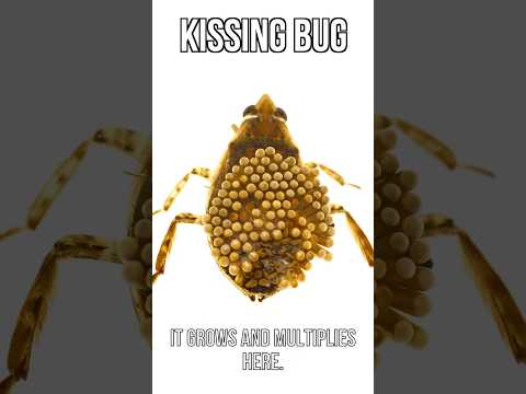 Kissing Bug Disease Situation Is Sad 😬