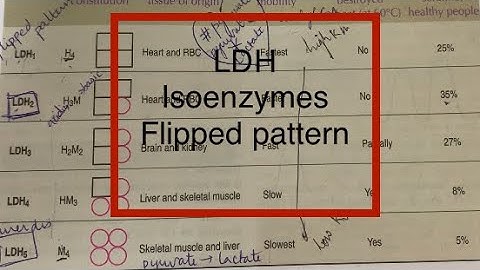 LDH isoenzymes,Lactate dehydrogenase isoenzymes,flipped pattern
