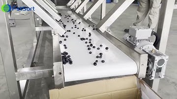 Blueberry grading sorting sizing machine, grade sort classify blueberry.