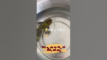 Con cá trê có vây và đuôi rất đẹp