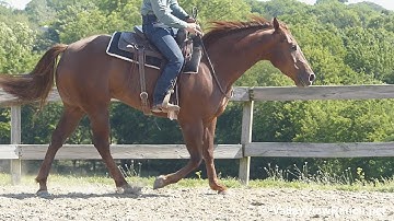 Oh Lessons Learned - son of Dual Rey riding bridleless! - ValleyViewRanch.net
