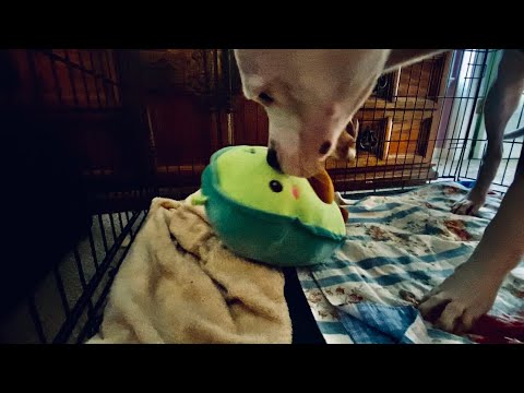 I Was Trapped In A Killer Dog Cage [DELUXE EDITION] - YouTube