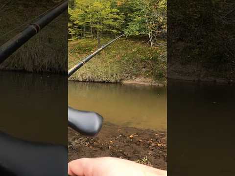Bobber down! Float