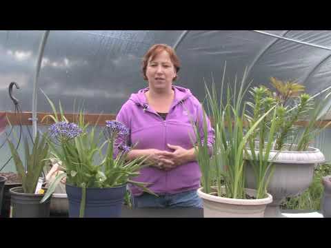 فيديو: Tigridia Winter Care - كيفية حفر لمبات زهرة النمر للتخزين الشتوي