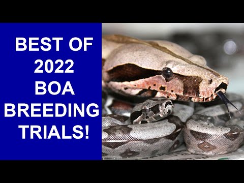 2022 Boa Breeding Recap and 2023 Boa Breeding Preview 2022 Boa Breeding Recap and 2023 Boa Breeding Preview Thumbnail