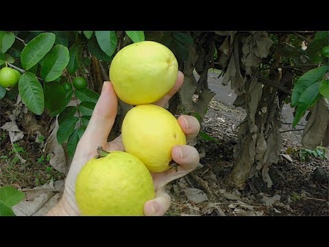 making-guava-juice