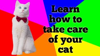 How do you care for a Shirazi cat |How to take care of a cat, by Pet lovers 82 views 3 years ago 2 minutes, 53 seconds