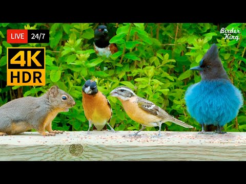 🔴 24/7 LIVE: Cat TV for Cats to Watch 😺 Cutest Chipmunks Birds and Squirrels 🐿️ Cat Games 4K