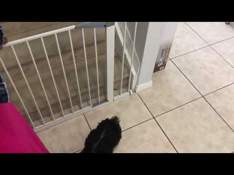 lemka-walk-thru-baby-gate,auto