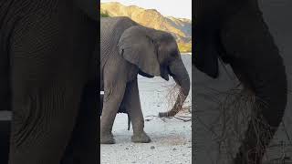 The Impossible Life of Desert Elephants 🏜️🐘 #shorts #wildlife #desertelephants #naturedocumentary