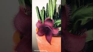 Stapelia opening timelapse | Gardening Australia #gardeningaustralia