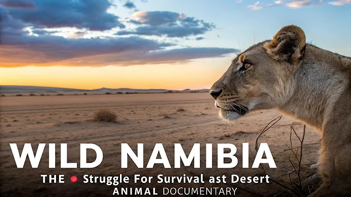 WILD NAMIBIA | The Struggle for Survival in the Vast Desert | Animal Documentary