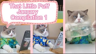 That Little Puff | January funny compilation1 #thatlittlepuff #catchefmeow