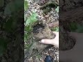 Долговязая лошадь? #shorts#мем#жиза