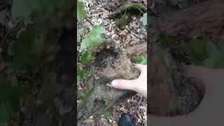 Долговязая лошадь? #shorts#мем#жиза