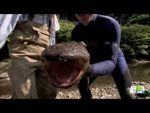 Up Close and Personal with a Giant Salamander
