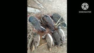 Suara Burung Mandar Batu Di Jamin Ampuh Buat Jaring Malam