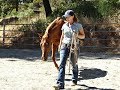 Tips For Training Horses In A Round Pen