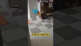 #문어마녀 #고양이 #cat #애기yang #미묘 #힐링 #애착인형