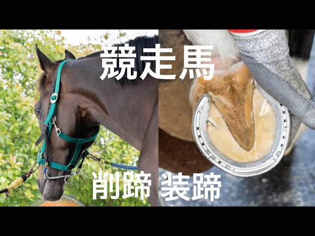 装蹄　幼駒から競走馬　非売品 装蹄－幼駒から競走馬 中古本 非売品 青木修｜Yahoo!フリマ（旧