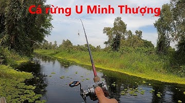 Đánh kênh bằng xuồng khá may mắn | Săn Hugo cá lóc đen U Minh Thượng (Tập 64) | #Doantuananh151
