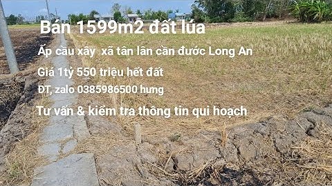 1599m2 đất lúa,giá 1tỷ 550 triệu  hết đất | xã tân lân cần đước Long An