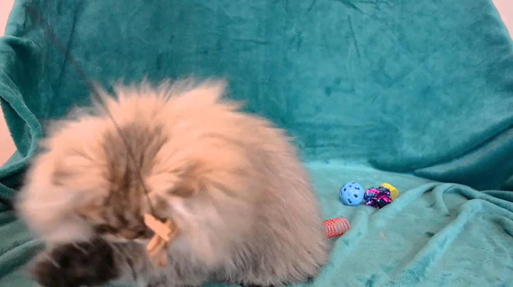 Video 1654891: tabby persian, golden persian kitten, persian cat, brown tabby, tabby boy