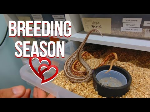 CORN SNAKE BREEDING