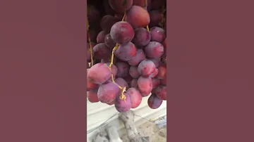 برحي احمر من مزرعتي 