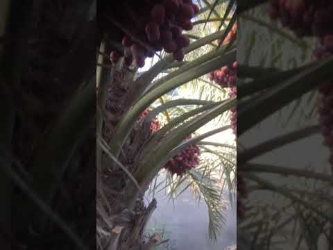 برحي احمر من مزرعتي