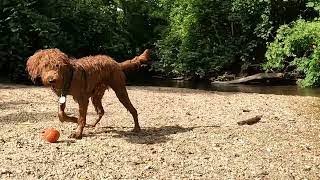 Talented labradoodle puppy..swims, retrieves ball.  Brings it back to back.  There!  #dogtricks