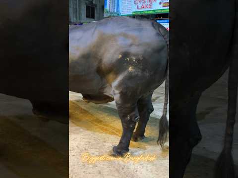 Muscular Black Bull