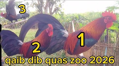 qaib dib zoo nraug quas zoo heev17/11/2025