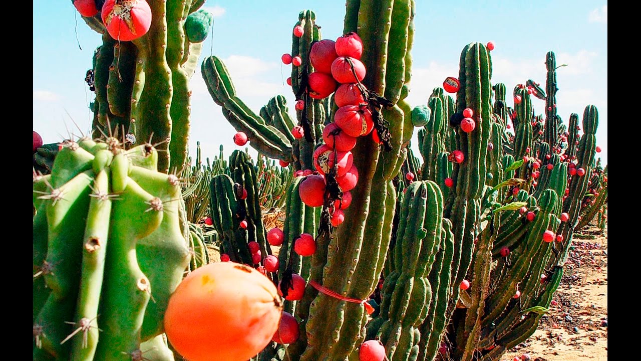 Фрукты в израиле Фрукты в израиле