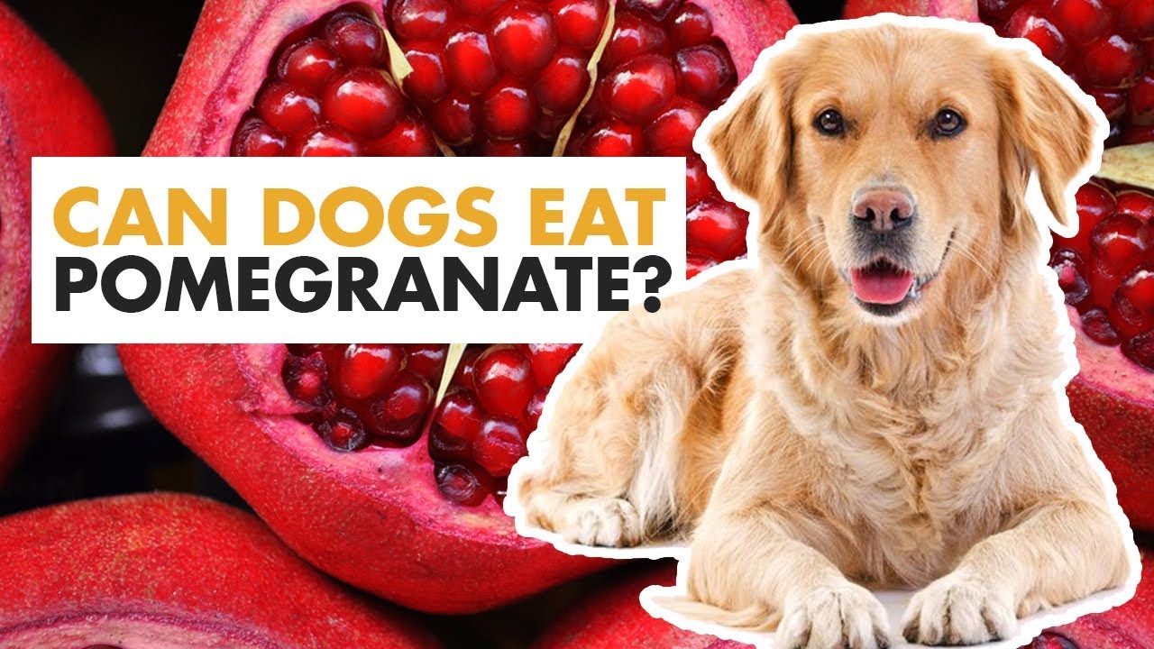 can pomegranate seeds hurt dogs