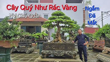 NGẮM NHỮNG CÂY QUÝ trời mưa như RÁC VÀNG 9999 - NV Chú QUÂN - Thường Tín .