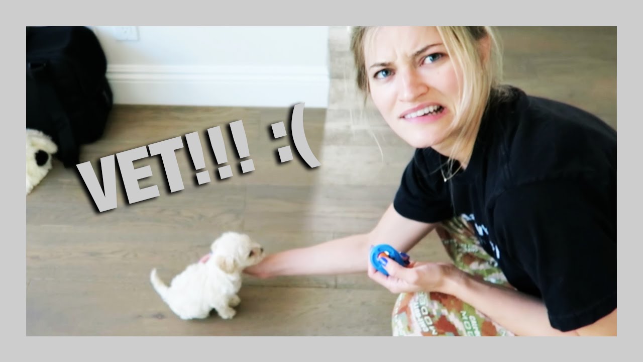 First puppy visit to the VET! :( | iJustine