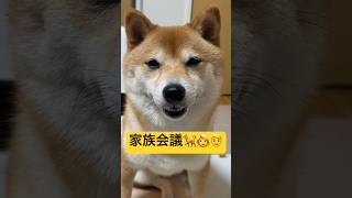 女子チームの愛用品🔥#柴犬 #豆柴 #shibainu #犬 #犬のいる暮らし #shorts