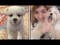 IL MIO CANE IN UN VIDEOGIOCO
