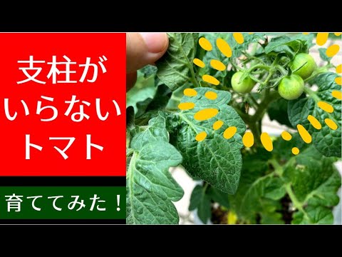 気軽に家庭菜園 支柱のいらないトマト レジナ を育てる Youtube