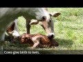 The Birth of Twin Baby Cow.