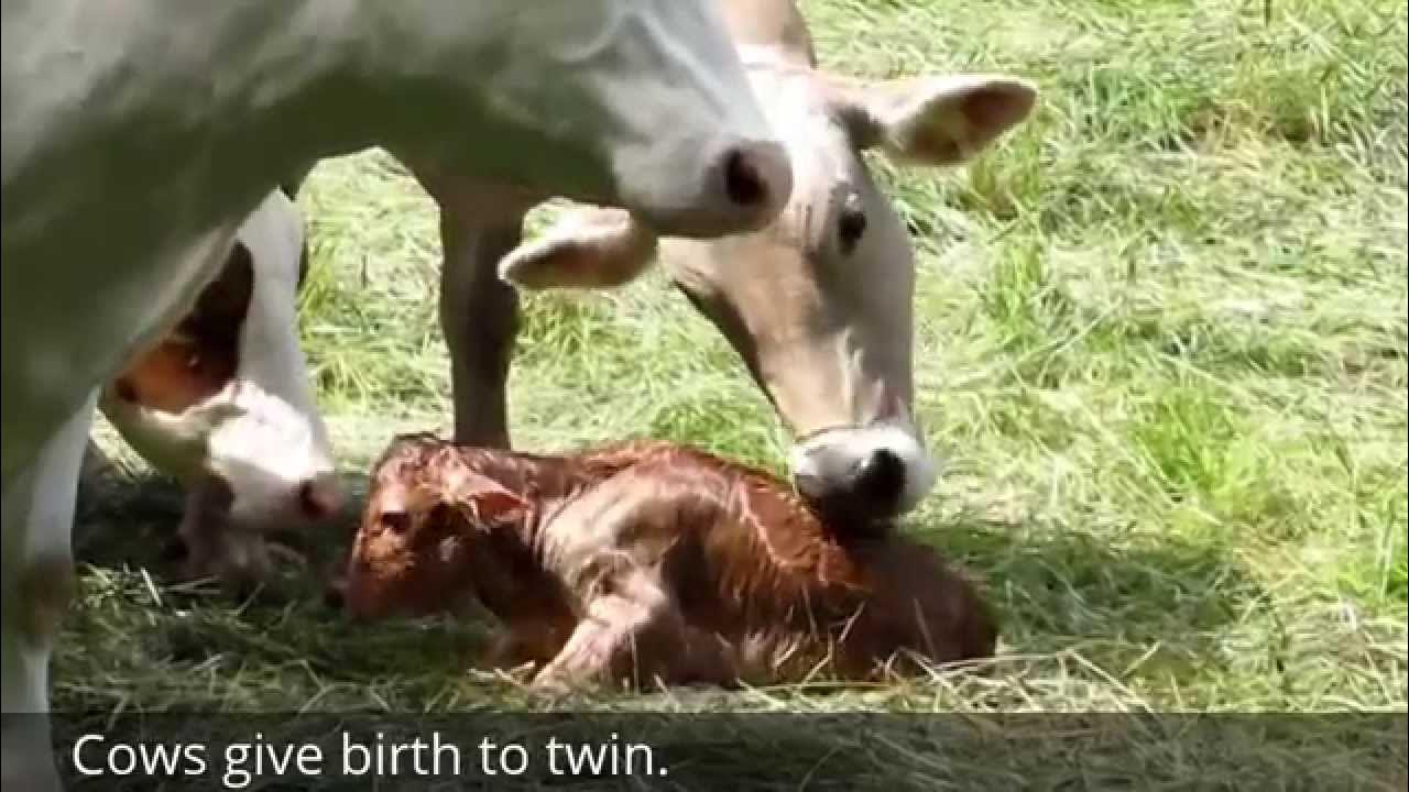 the-birth-of-twin-baby-cow-youtube