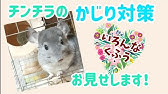 チンチラ デグー 部屋んぽの壁かじり防止対策とはじめての部屋んぽ開始時期について Chinchilla And Degu Youtube チンチラ デグー 部屋んぽの壁かじり防止対策とはじめての部屋んぽ開始時期について Chinchilla And Degu Youtube