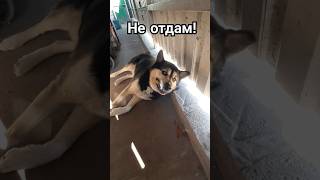 Так жадно ест лакомство, такое надо видеть! #собака #dog #пёс #dogs #домашниеживотные #животные
