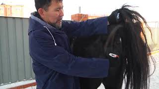 картинка: Жылқы тұмауы және оның емі