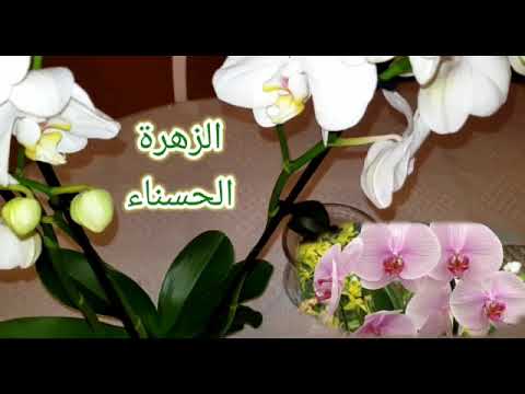 سأجعل الحياة جميلة من أجلك Orchid