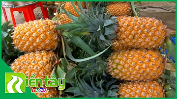 [Tư liệu] Ngọt ngào hương vị khóm Tắc Cậu | Miền Tây THDT2