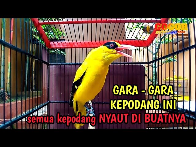 KICAU SUARA kepodang emas gacor MENCARI LAWAN ini AHLINYA MENJADIKAN burung kepodang NYAUT SEKETIKA class=